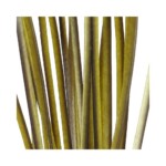 Quill de Pavo Real Desbarbado y Teñido Polish Quill&Fly