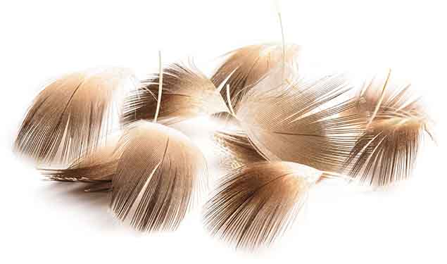 plumas de pecho de pato mallard
