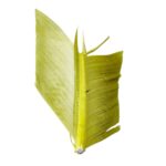 Quill de Pavo JMC